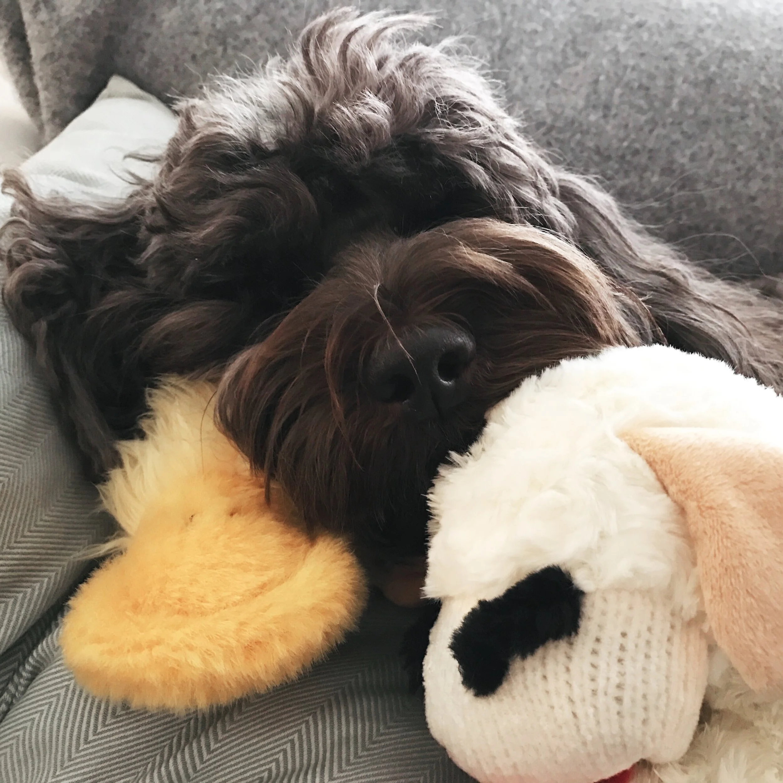 alfred napping with toy.jpg