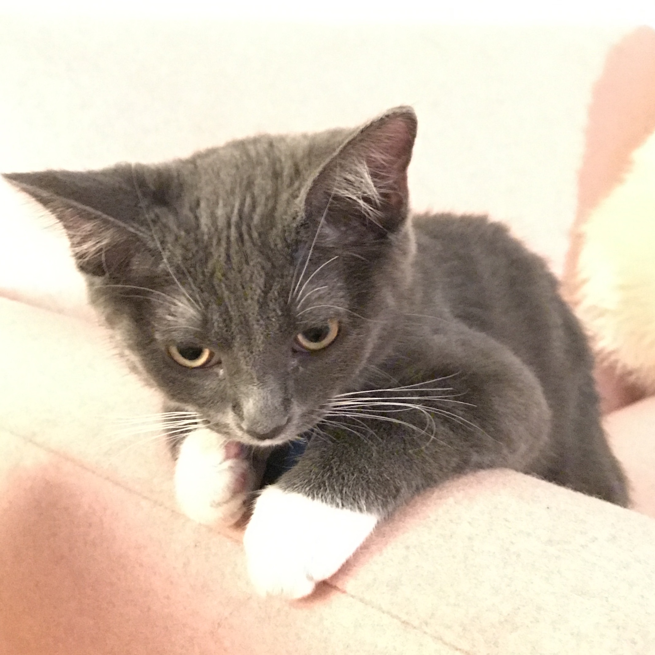 kitty.jpg