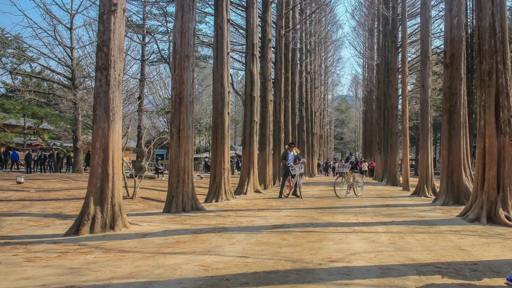 one of nami island's lanes