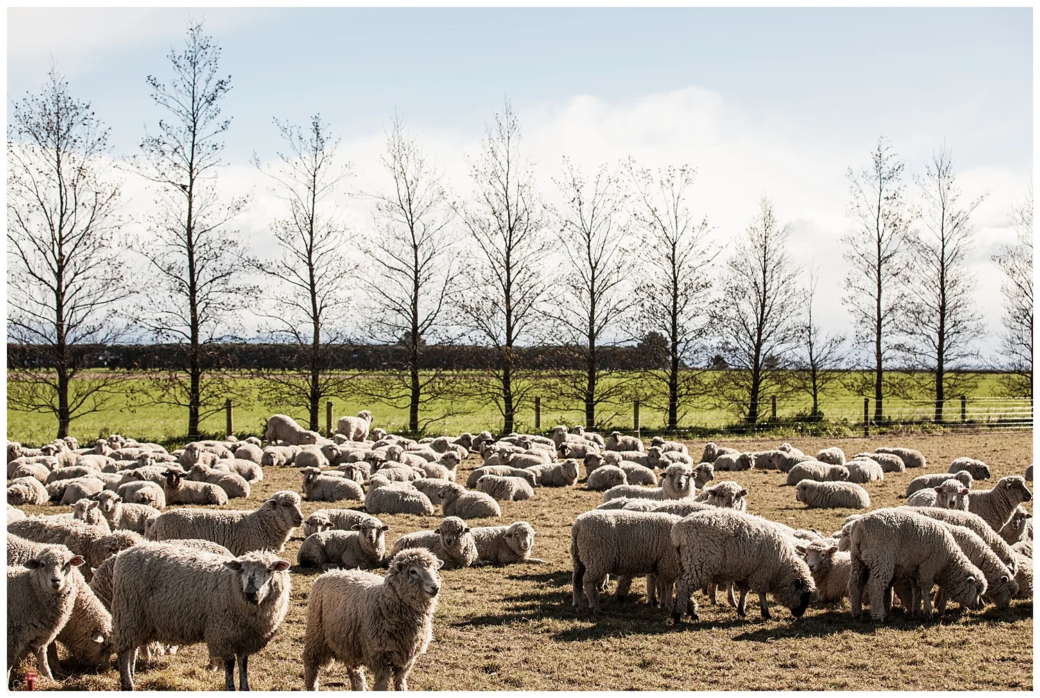 sheep
