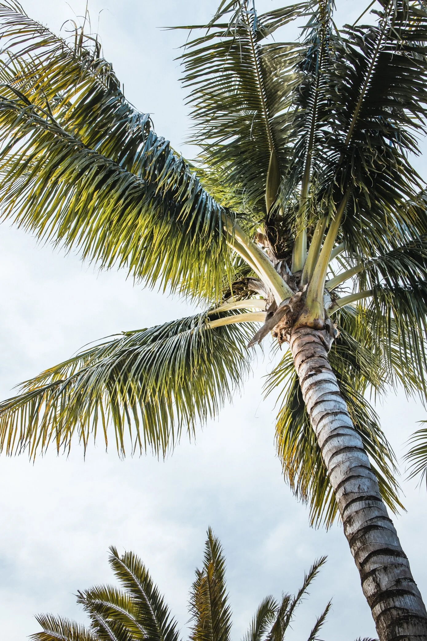 Palm Breeze_5268.jpg