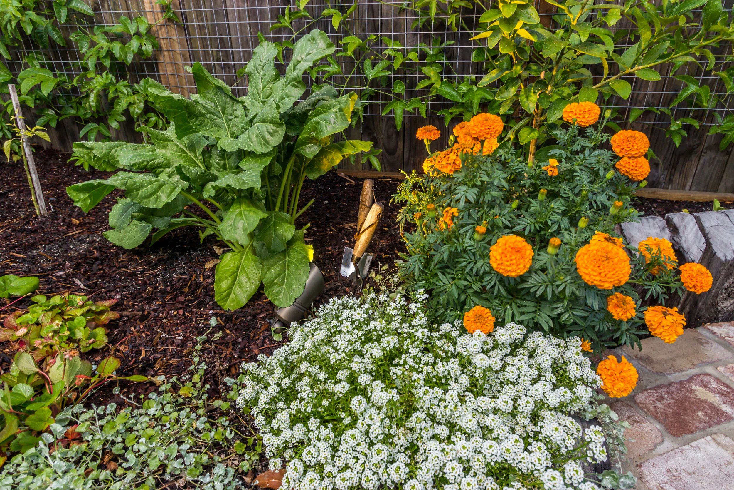 39 Parry St Landscaping - 12.jpg