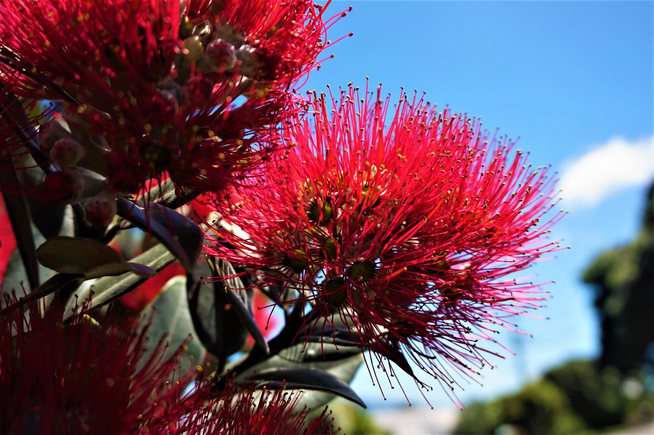 New Zealand Christmas Tree