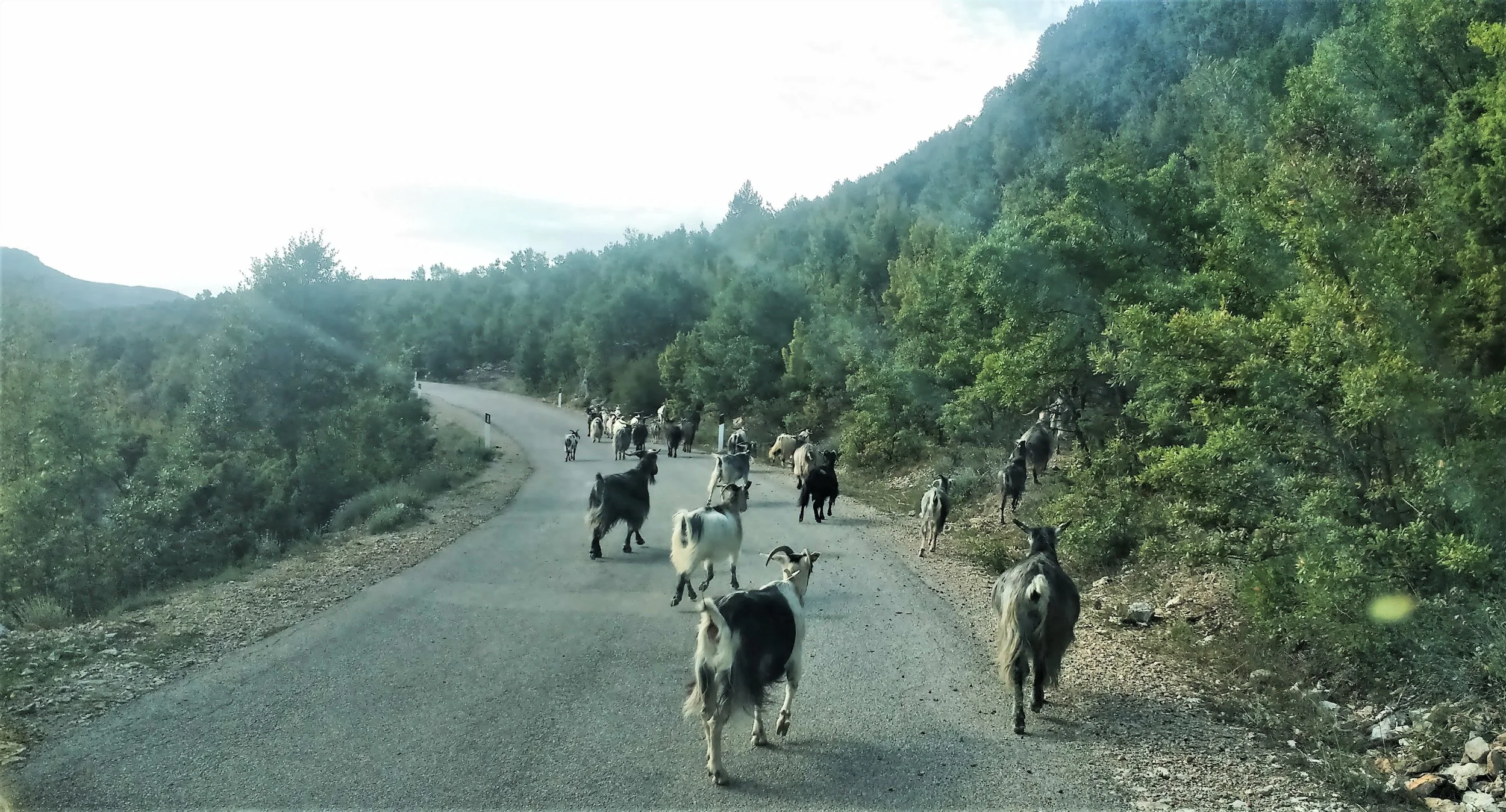 dangerous driving in the balkans animals on the road