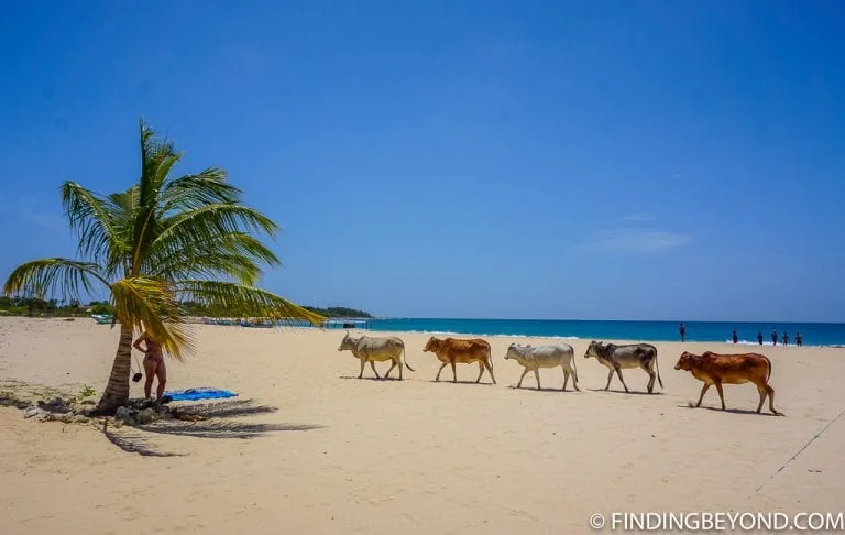 Kalkudah beach made it on our list of the best beache in Sri Lanka.