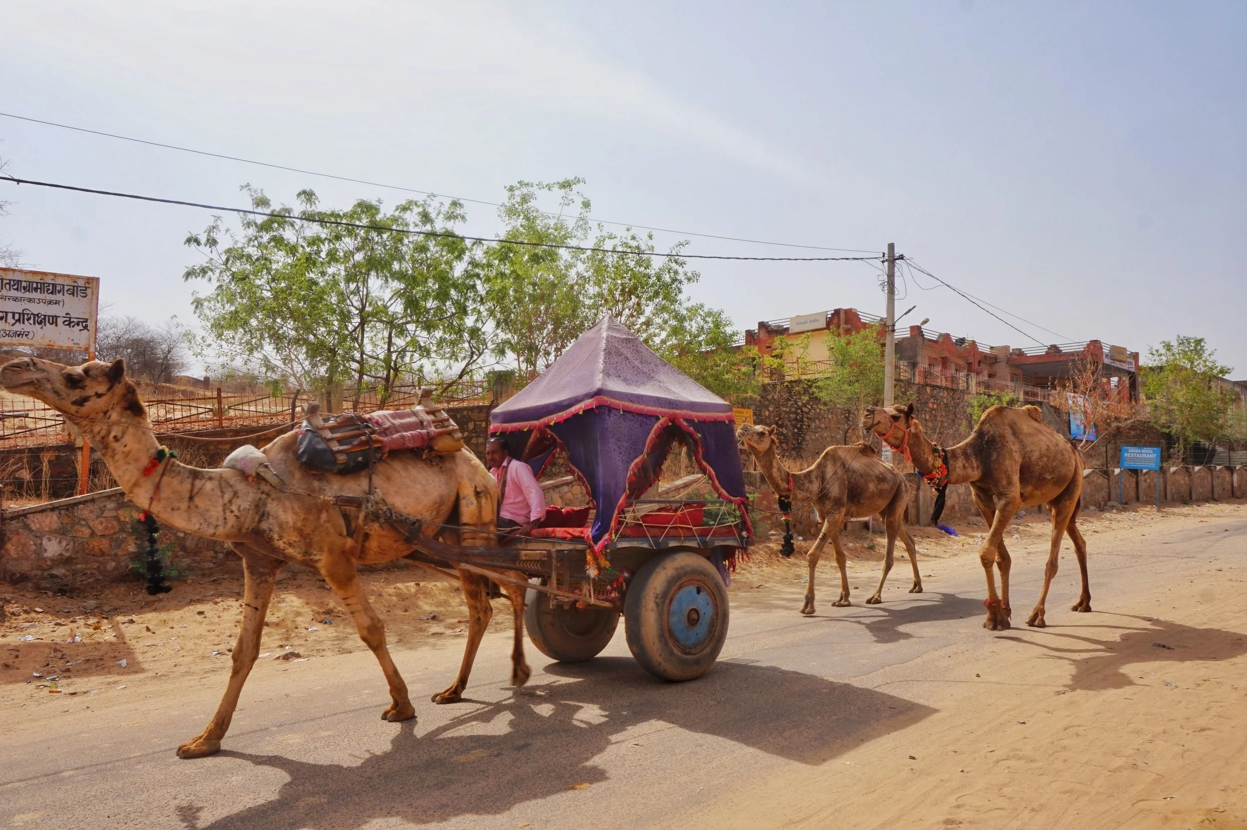 pushkar camel fair-min.jpeg