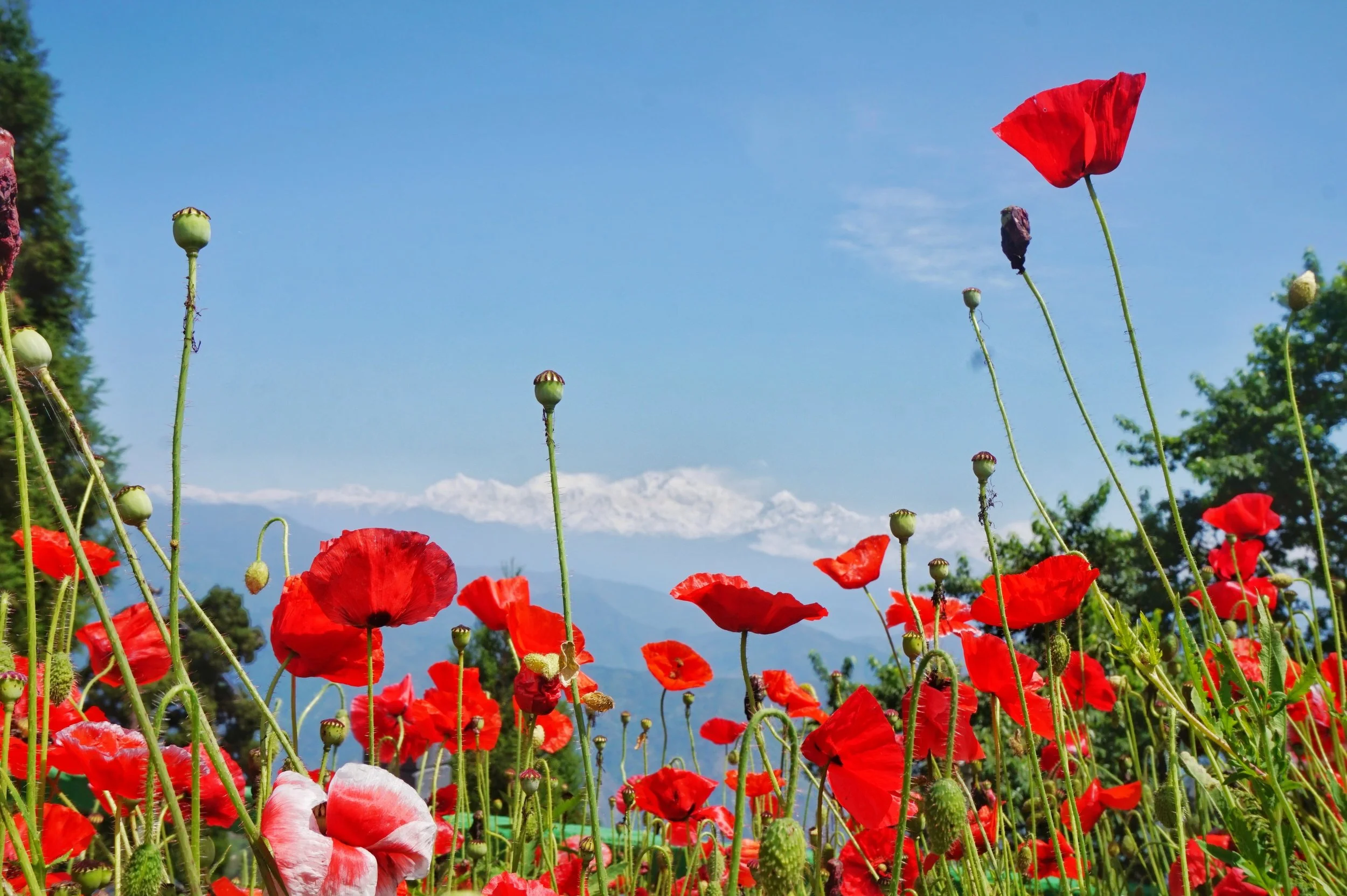 How to Get From Ilam to Darjeeling With Public Transport