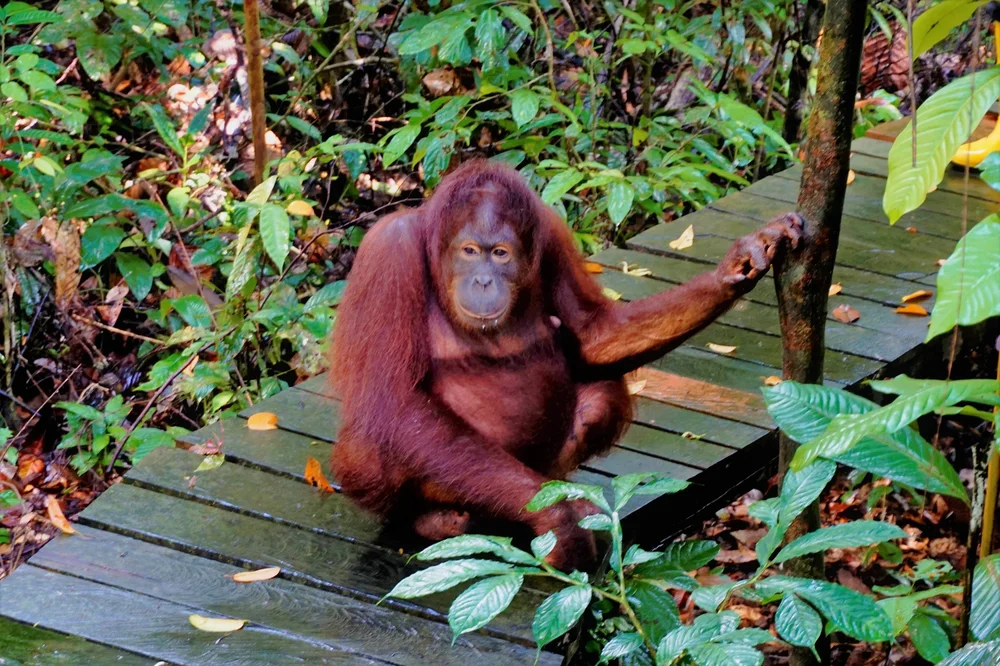 Visiting Sepilok Orangutan Sanctuary Borneo And How You Can Help Travels Of A Bookpacker