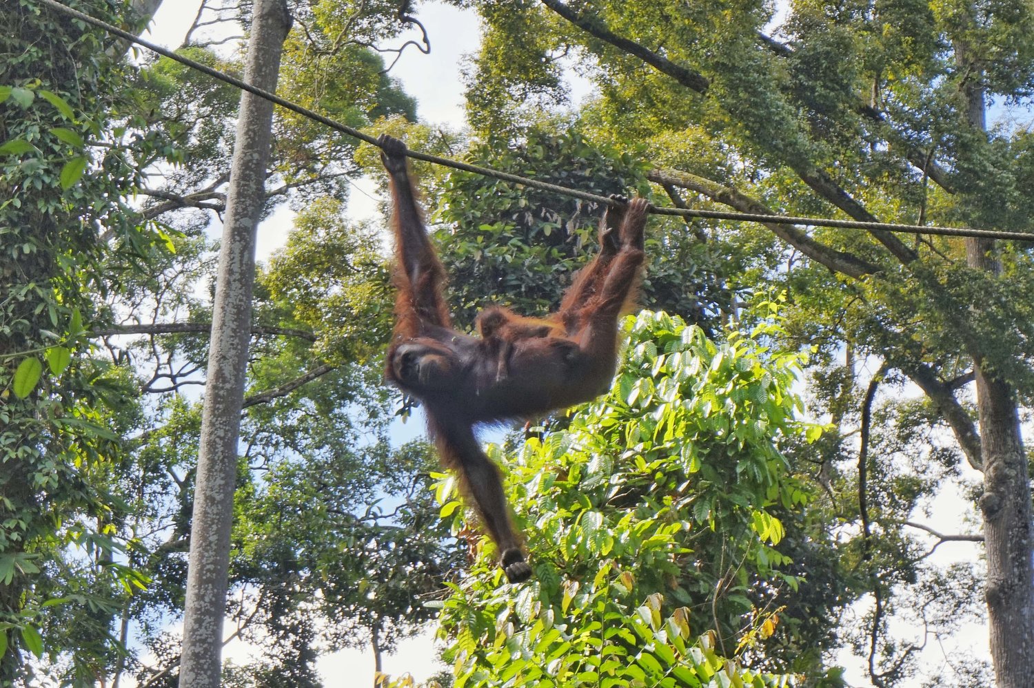 Visiting Sepilok Orangutan Sanctuary, Borneo and How You Can Help — Travels  Of A Bookpacker