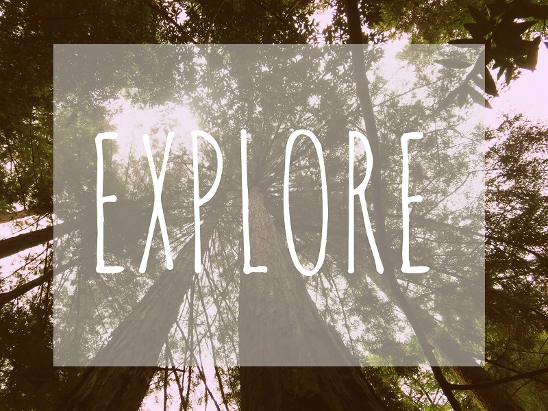 explore trees small.jpg