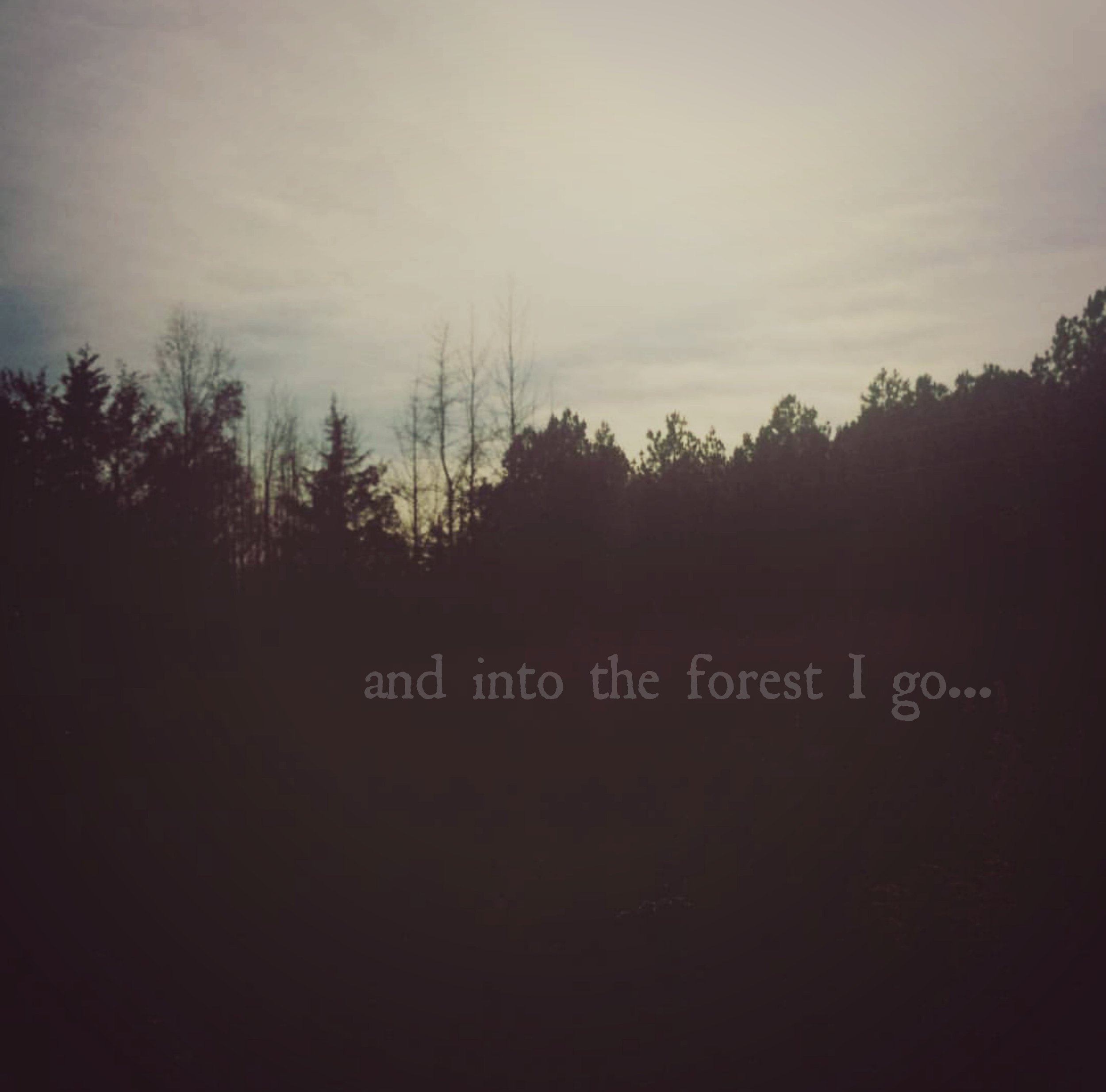 into the forest med.jpg