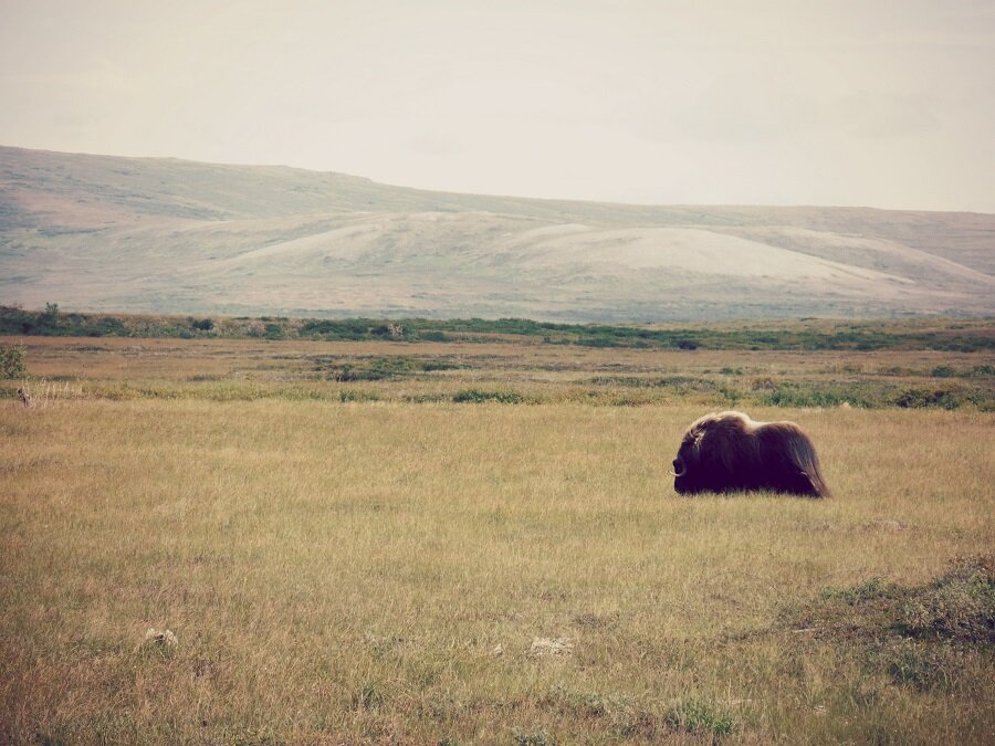 muskox2+small.jpg