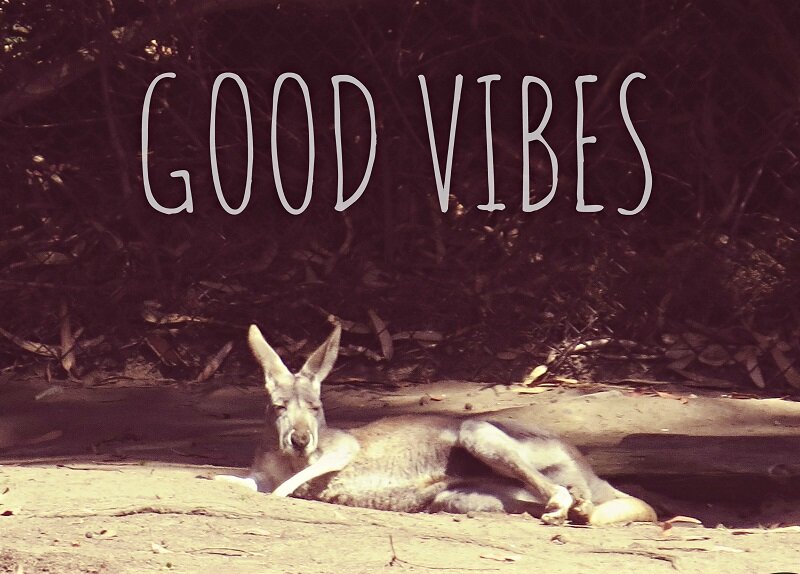 good+vibes+kangaroo+small.jpg