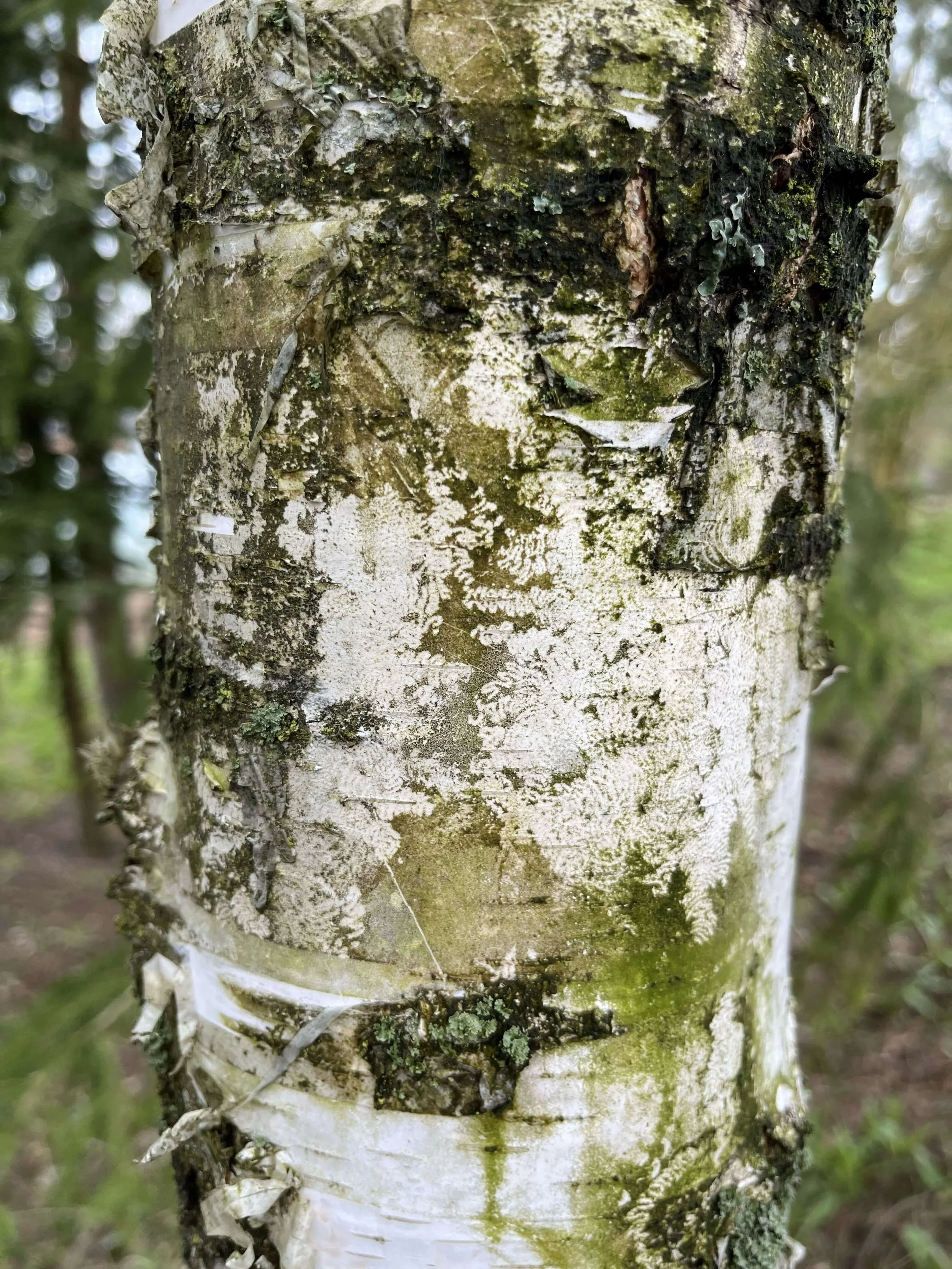 shadows-pattersns (8).jpg