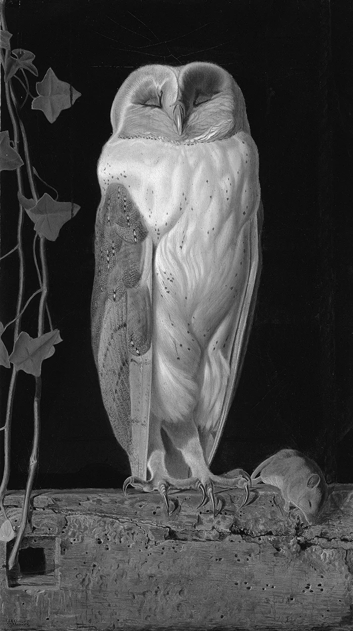 William James Webbe, The White Owl
