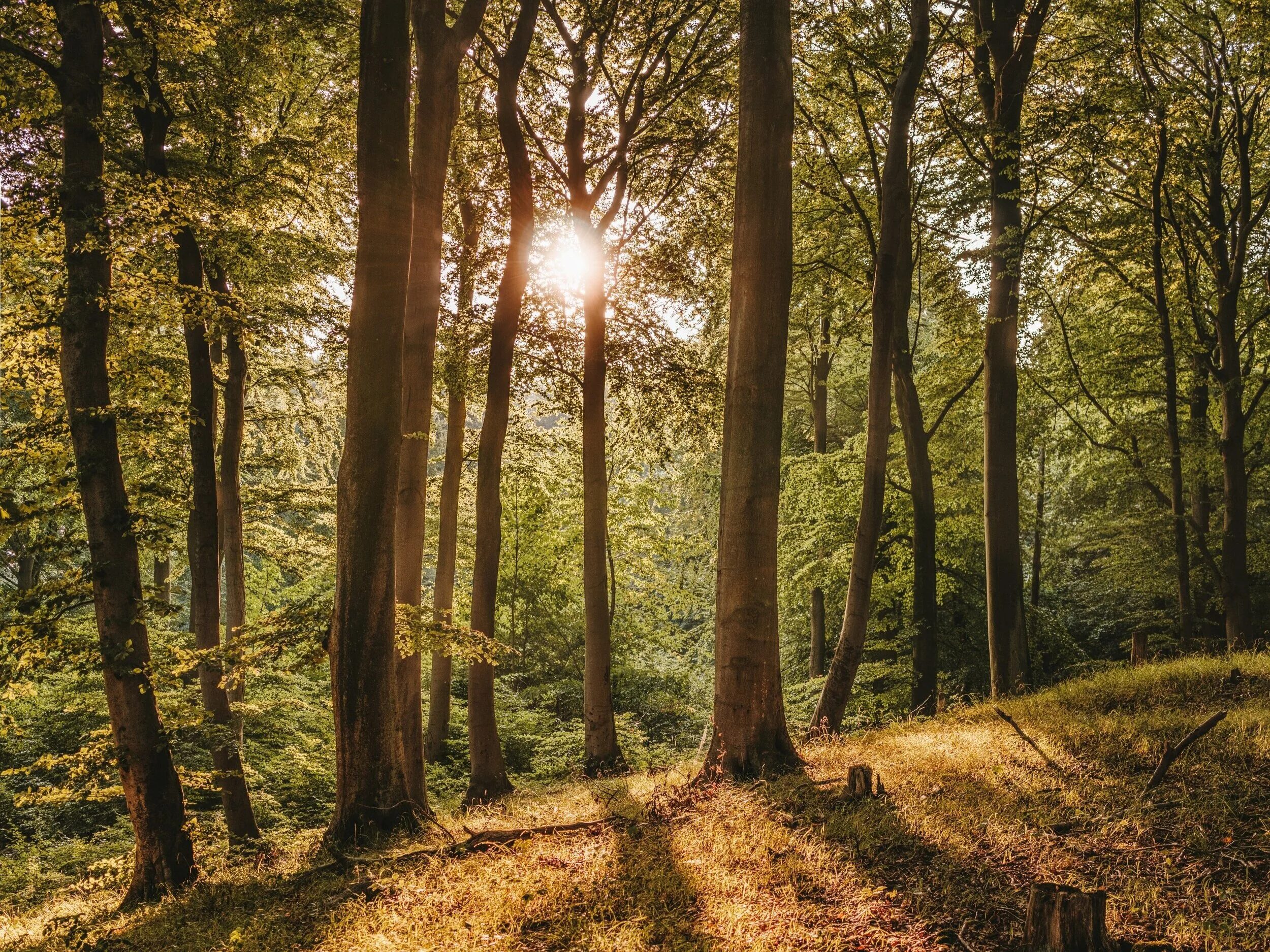 Do You Need A Miracle?, Part 4 - S4 E7