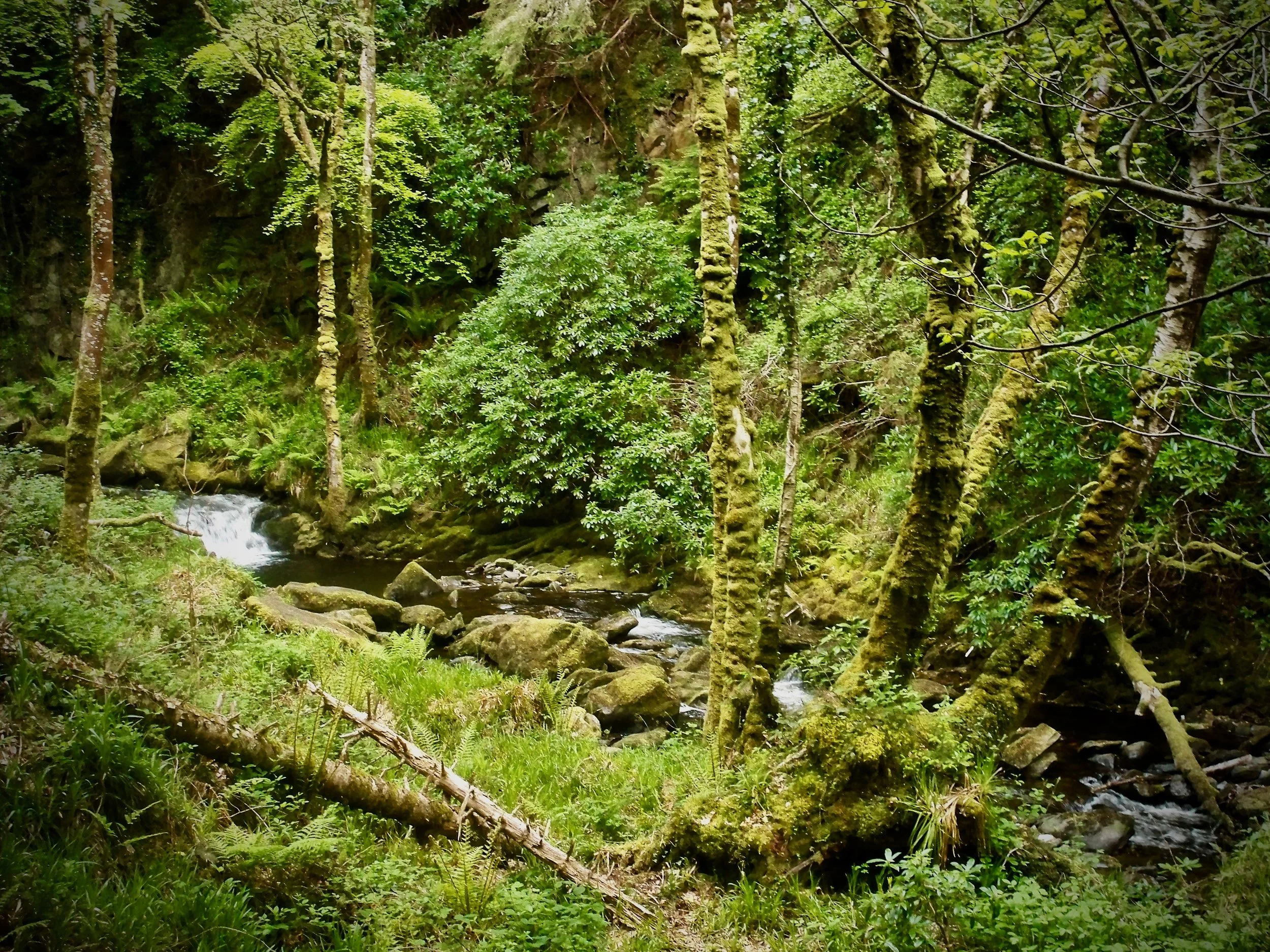 Killarney National Park ~ Ireland