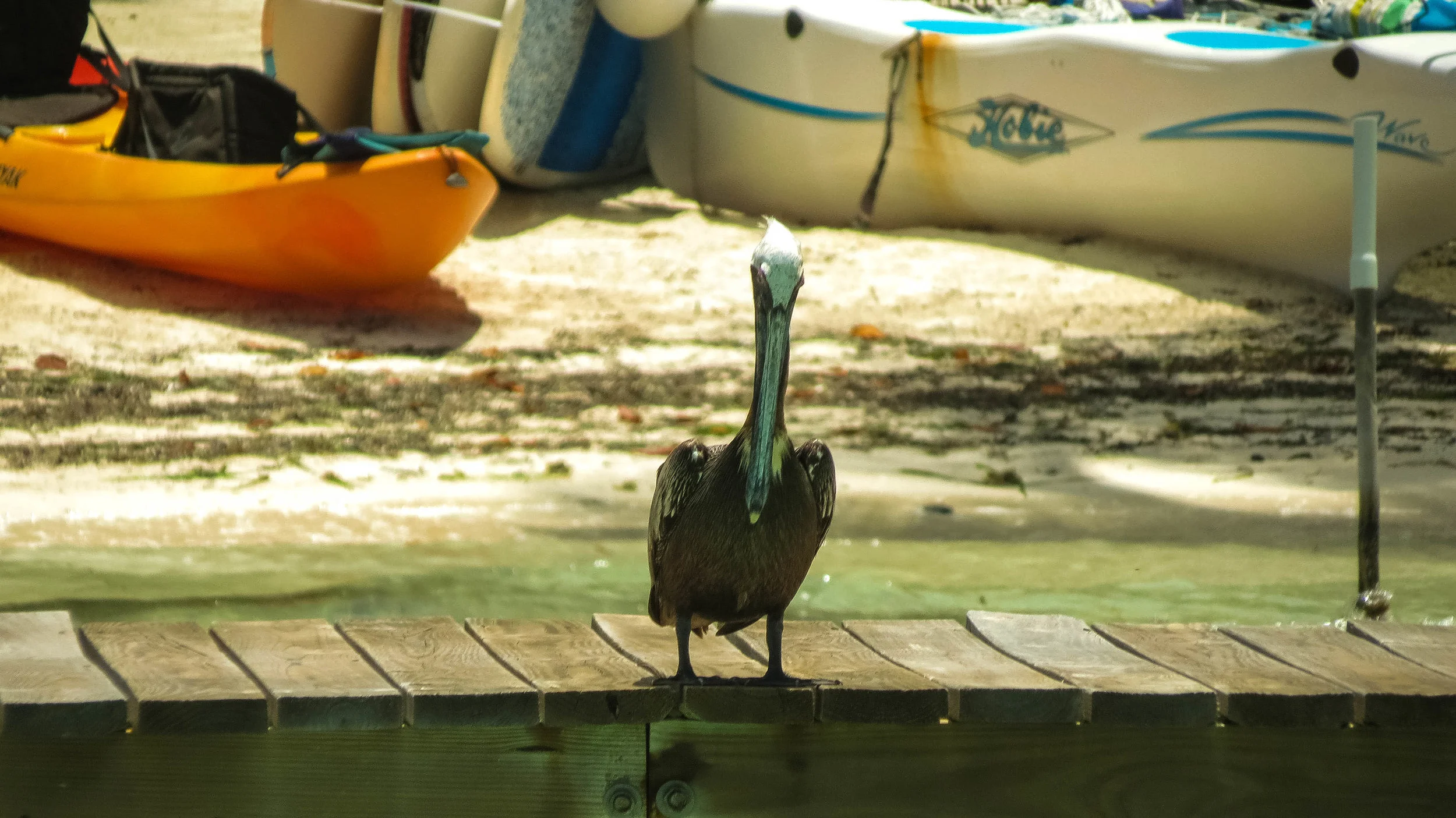 Coco Plum Island Resort ~ Belize