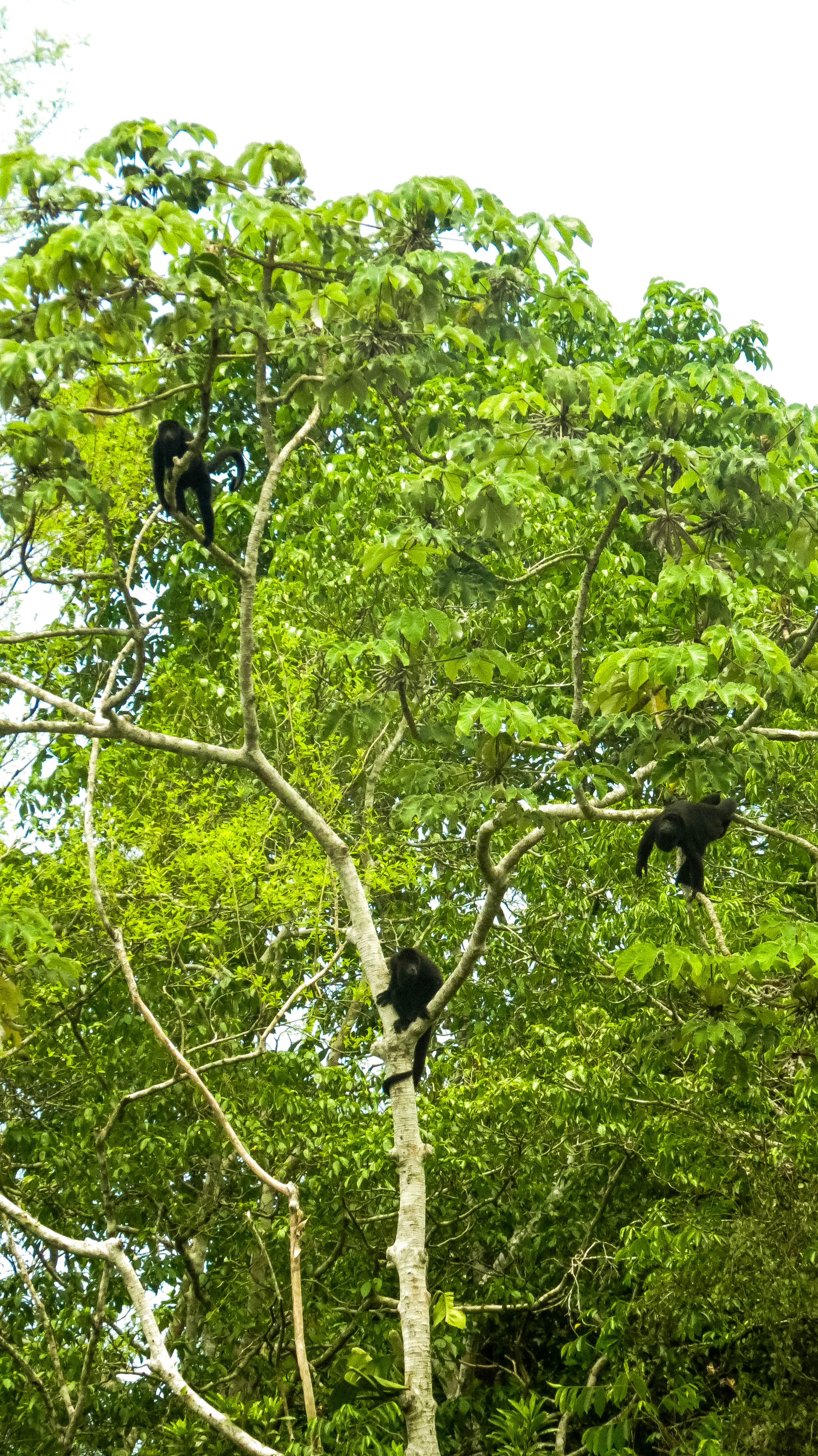 IMG_5243.jpg