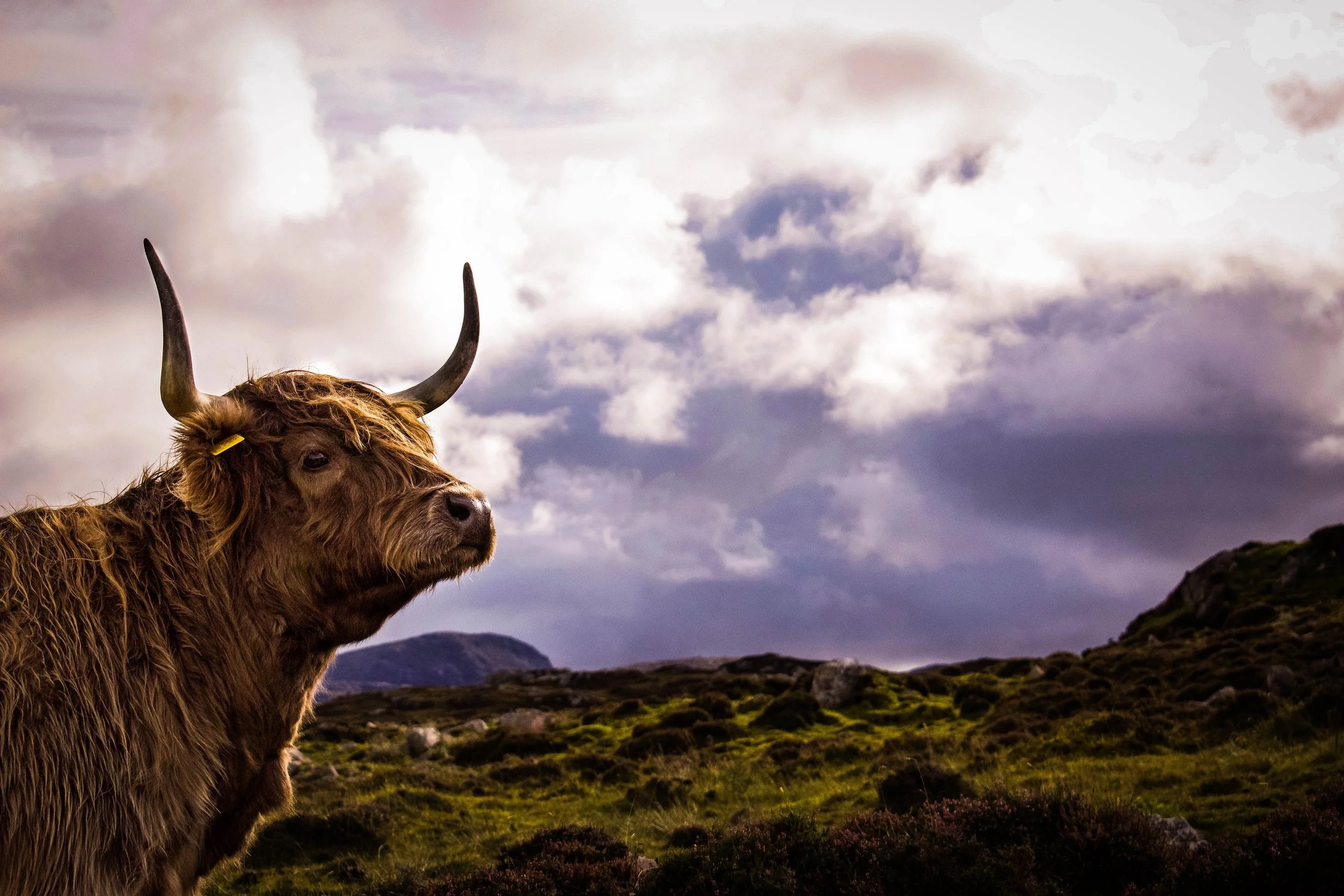 Adventures in The Hebrides