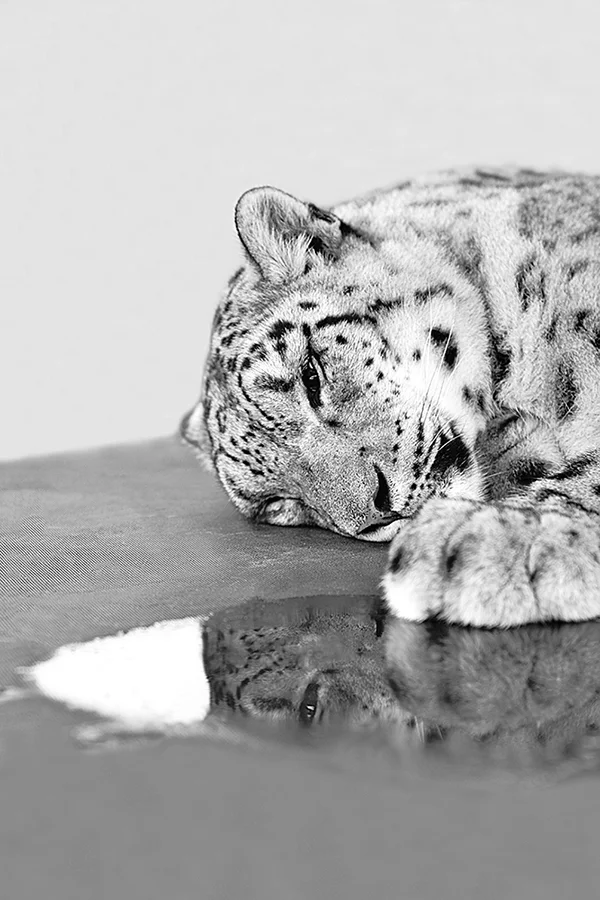 Crying Snow Leopard.jpg
