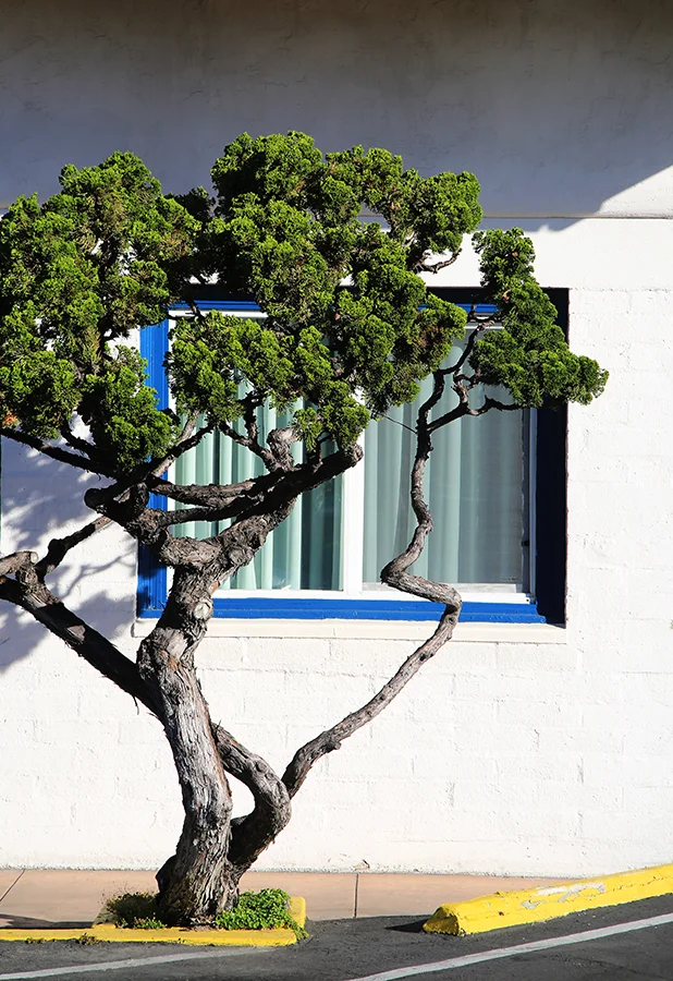 Fine Art Tree .jpg