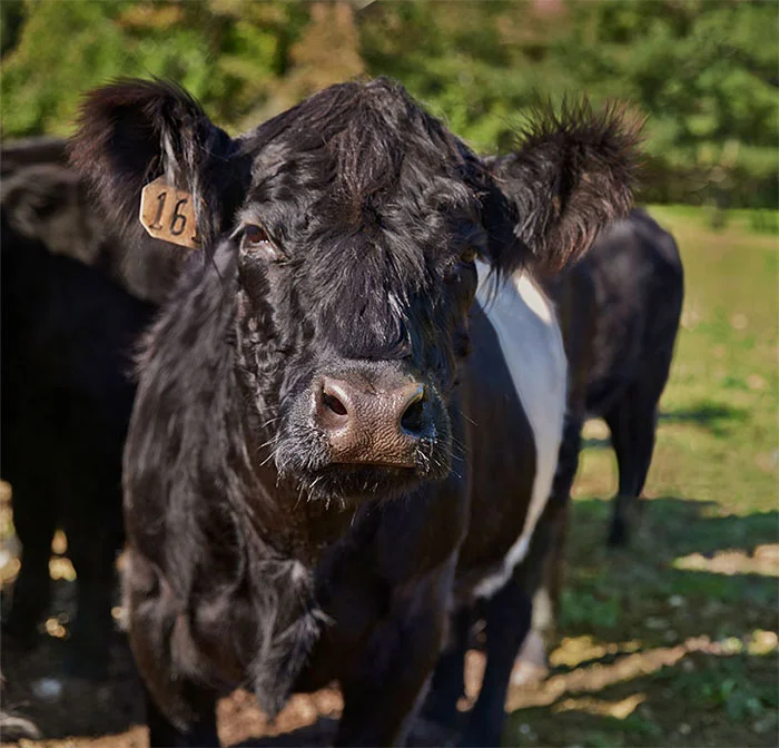 Ground Beef is a great source of protein by ButcherBox