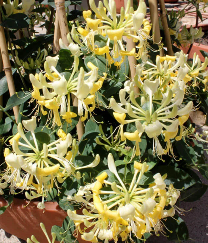 Nature Hills Nursery Scentsation Honeysuckle Vine