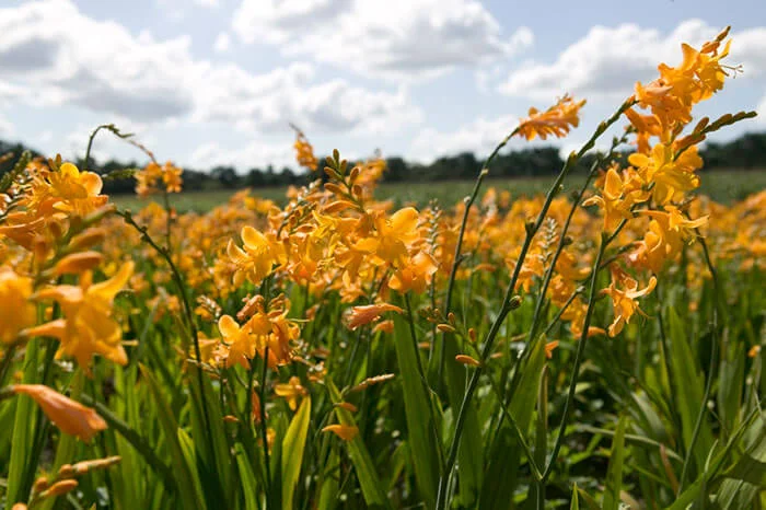 Blooming Bulb Geroge Davidson Crocosmia Bulbs