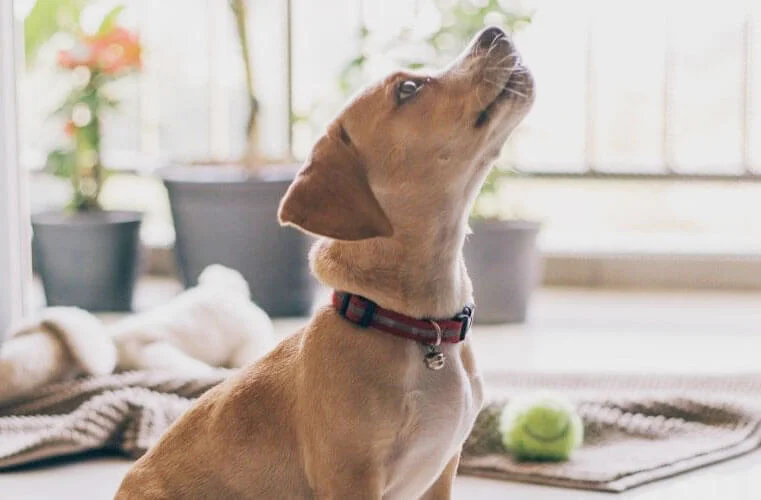 PupJoy Bo's Bones Organic Bella's Hearts Dog Treats