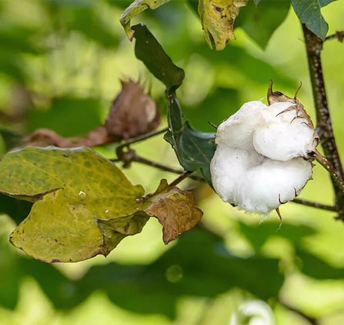 Sweet Zzz Certified Organic Cotton