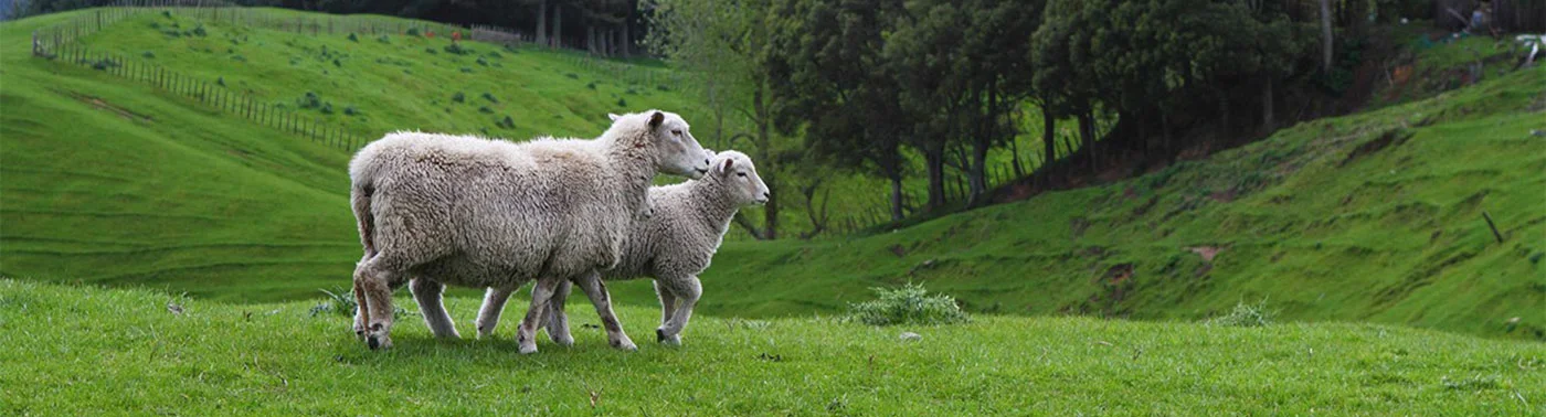 Sweet Zzz Natural Wool