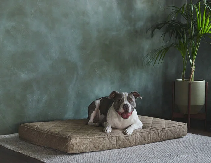 Brentwood Home Griffith Pet Bed