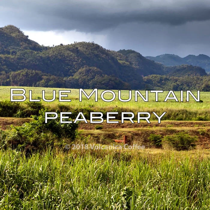 Volcanica Blue Mountain Peaberry Coffee