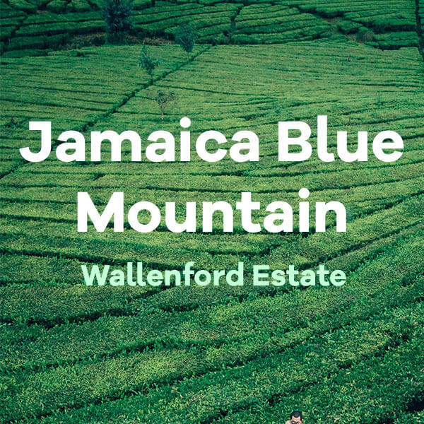 Volcanica Jamaica Blue Mountain Wallenford Estate Coffee