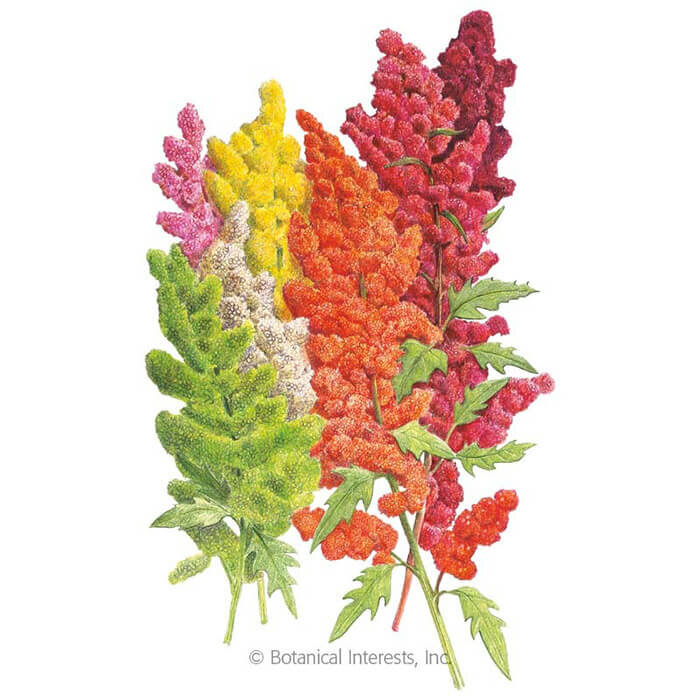 Botanical Interests Brilliant Rainbow Quinoa Seeds Organic