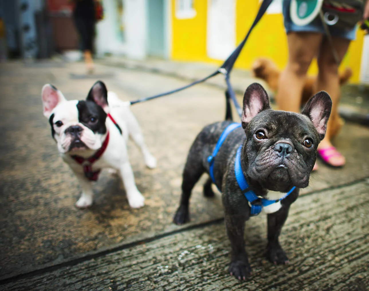 Best Dog Toys: Indestructible Chew Toys, Squeaky Options, and Picks for Small and Large Dogs