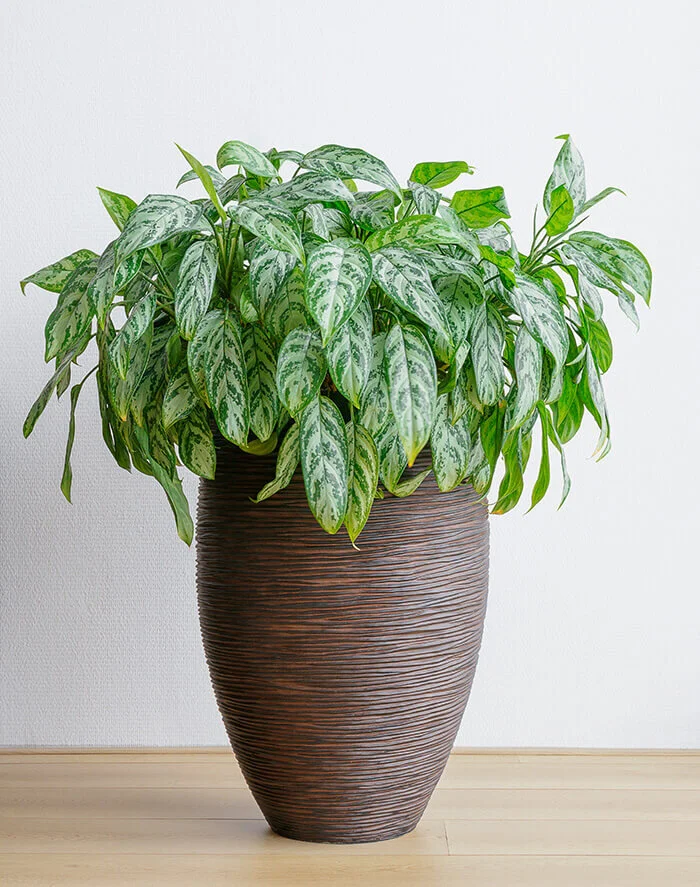 Chinese Evergreen House Plant