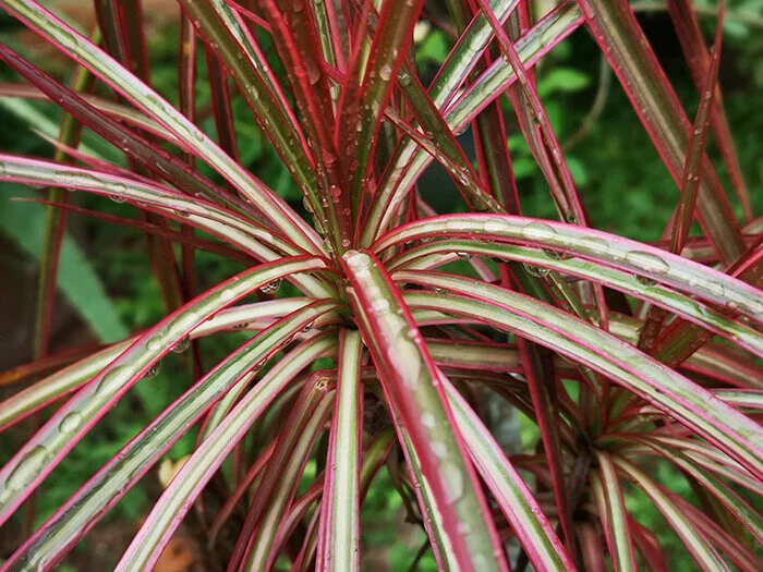 Red-Edged Dracaena Plant