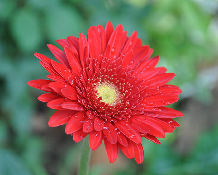 Barberton Daisy Houseplant