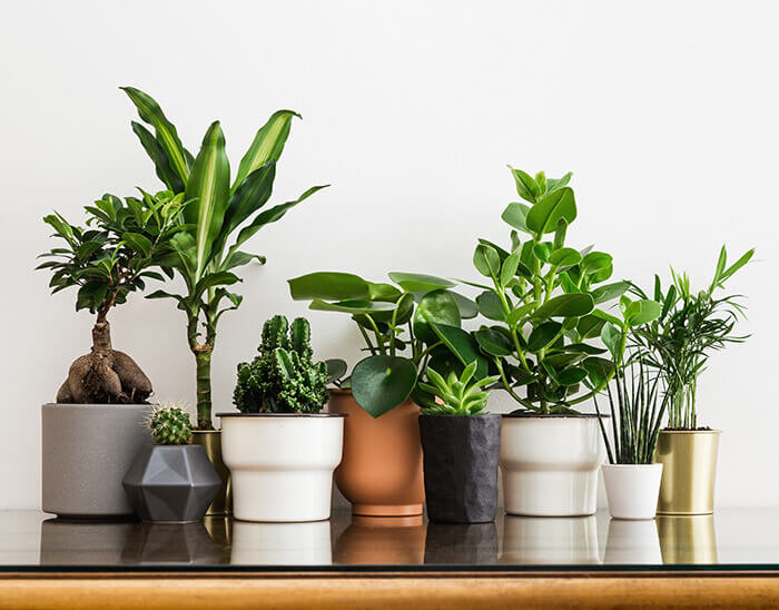 Air-Purifying Indoor House Plants