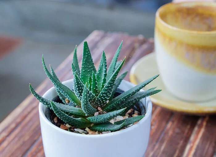 Aloe Houseplant