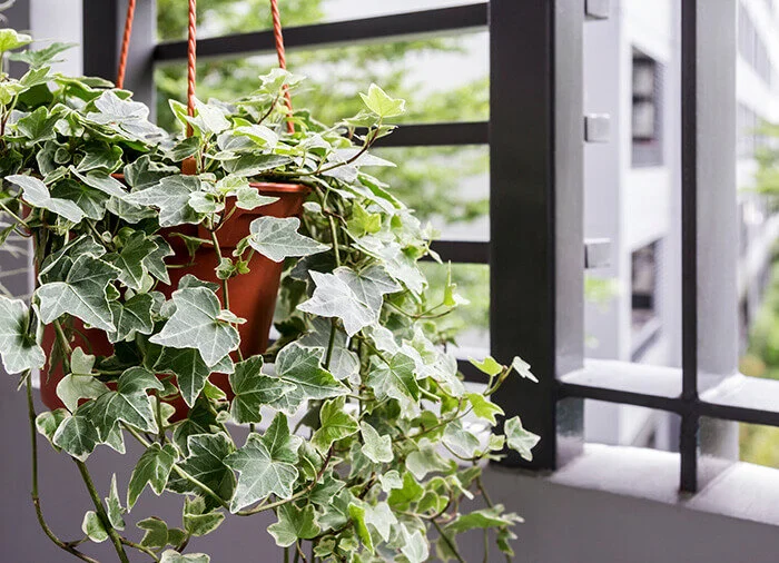 English Ivy is a popular houseplant
