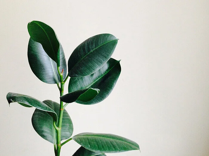 Rubber Tree - Easy-to-grow indoor houseplant