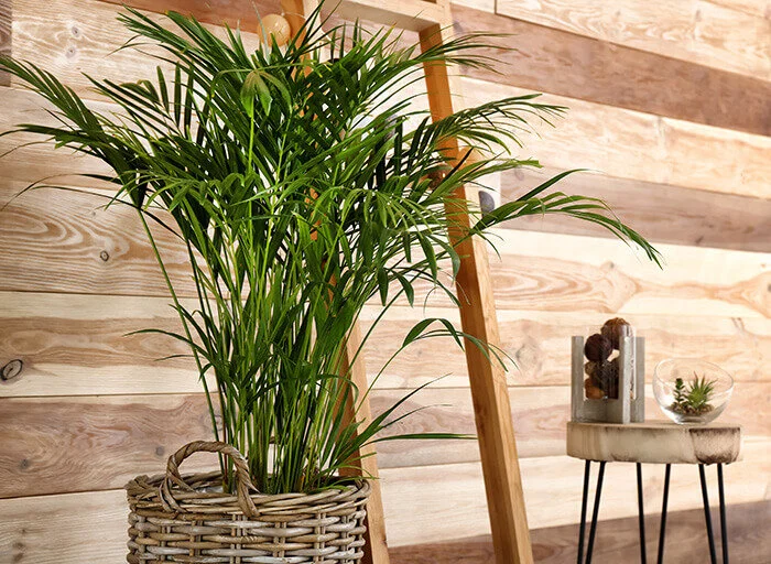Areca Palm Houseplant