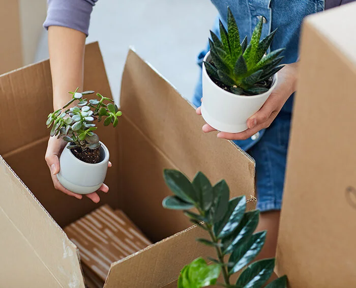 Make your college apartment feel like home with home decor items