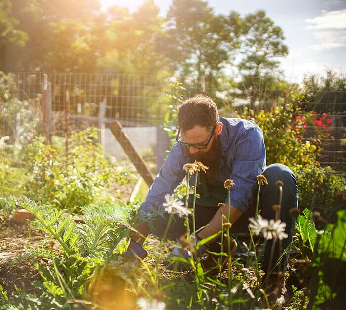 Harvest Pumpkins For Next Fall Season