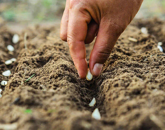 Helpful Tips To Planting Pumpkins For Next Season