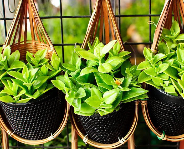 Fall Gardening Leafy Greens