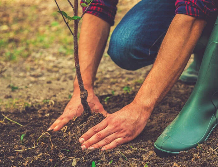 Planting Autumn Harvest